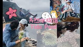 Vlog 35 | 一号公路天然水族馆/百子莲花海/涂鸦小屋/ Highway One Tide Pool / Lily of the Nile field/ Devil Slide Bunker