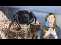 tom patterson made me cry (unboxing tarantulas)