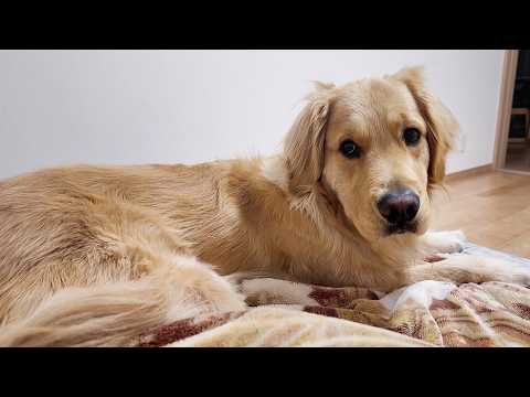 When our previous dog passed away and we were looking for a new