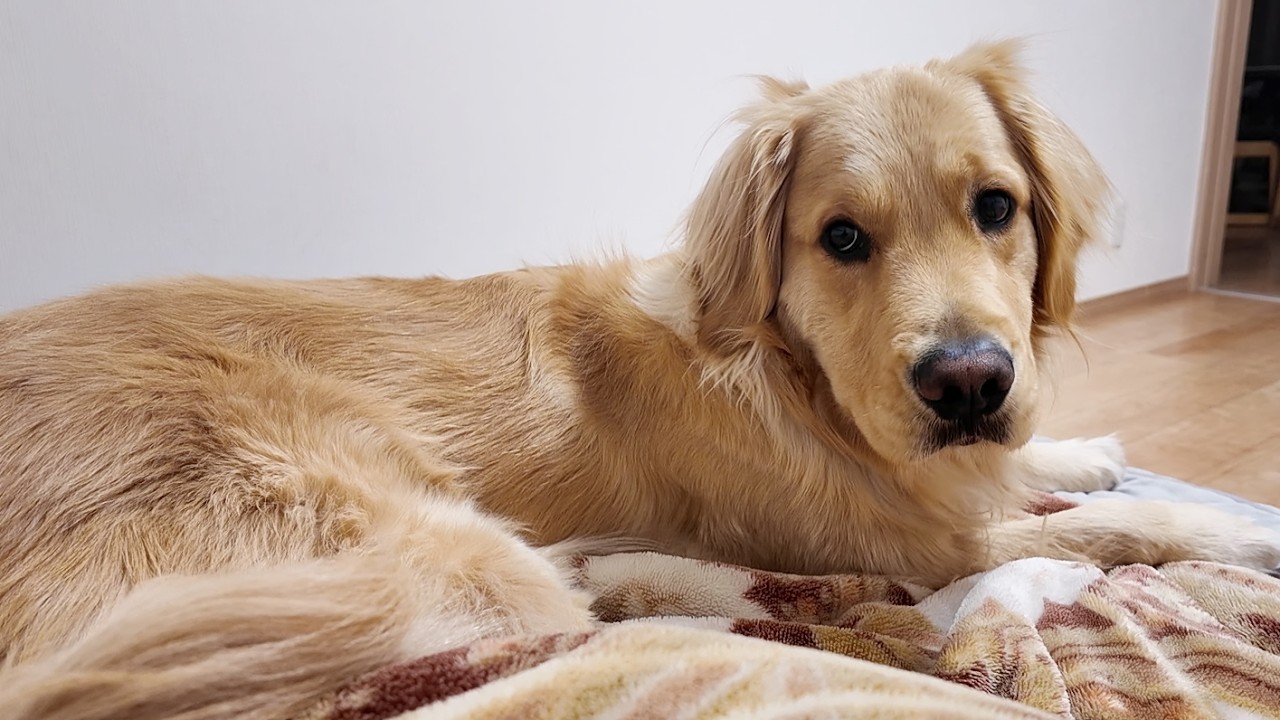 先代犬が亡くなり新たな子を迎える時。実はママだけ反対したんです。【Golden Retriever japan】