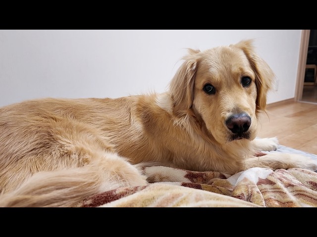 Bringing a new dog home after losing our previous one: The truth