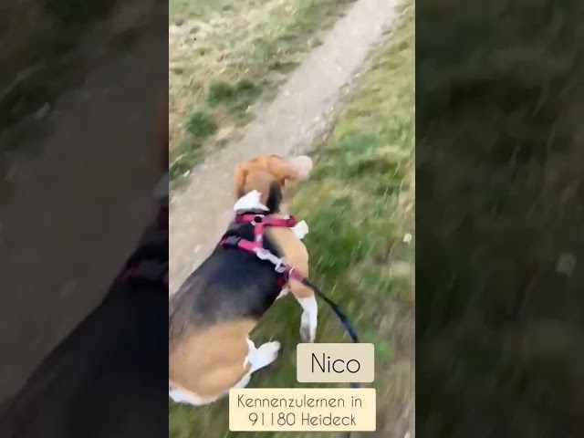 Traumhaftes Zuhause gesucht: Beagle Hündin sucht neues Zuhause 3 sddefault