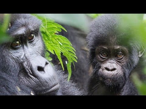 Video: Verschil Tussen Laagland- En Berggorilla's