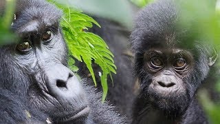 Menschenaffen - Grossartige Gorilla- Und Vogelbeobachtung Im Bwindi Nationalpark Uganda 2019 4K