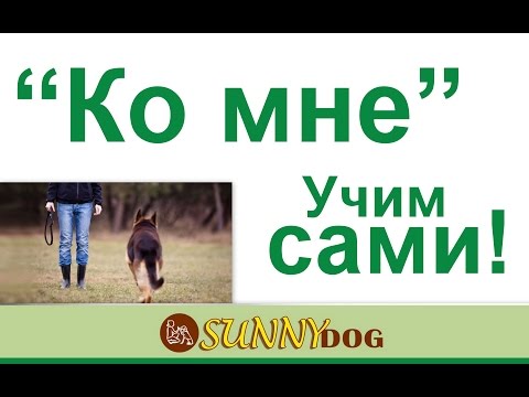 ко мне  учим свою собаки самостоятельно  план обучения по команде ко мне