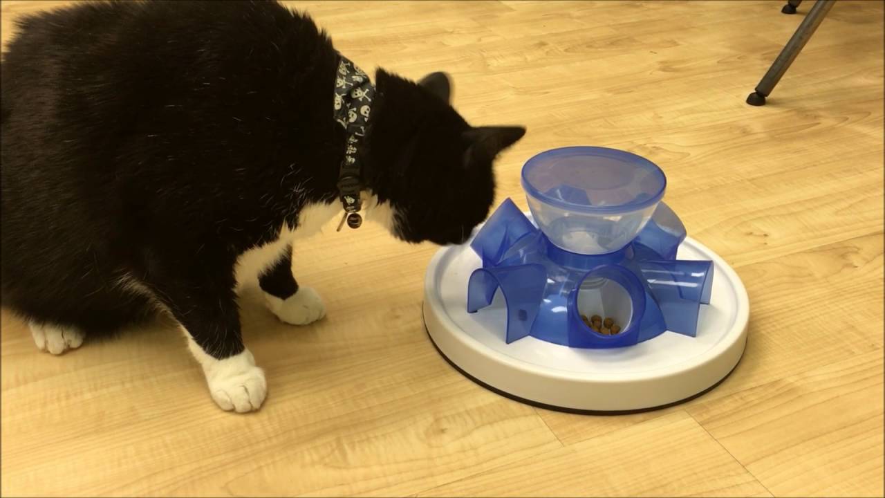 slow feed cat bowl wet food