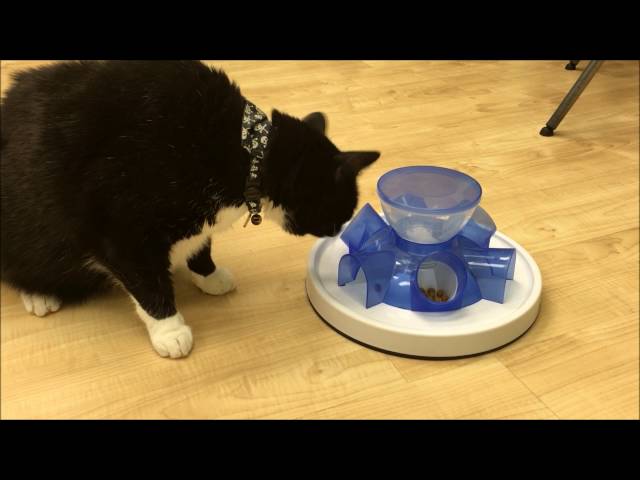 trixie tunnel cat feeder