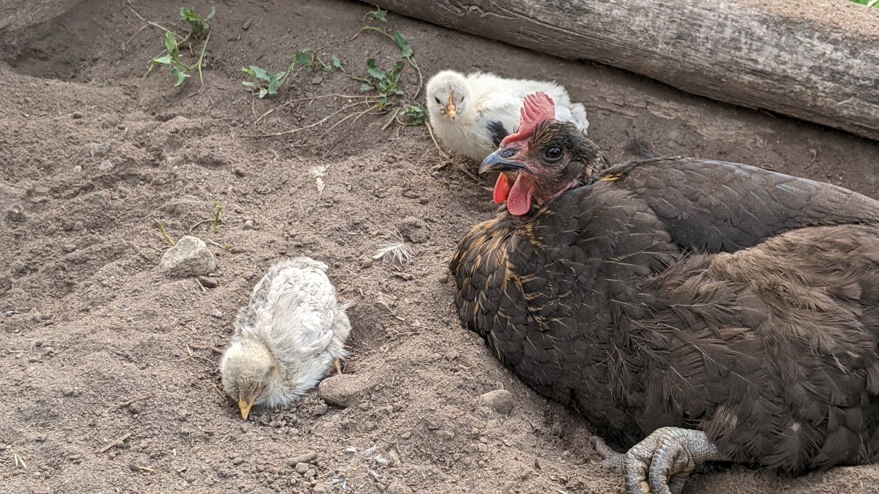 Chicks taking a dust bath with their mommy🐣🐔😍🐥
