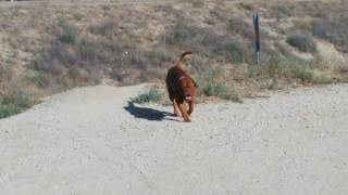 French Mastiff Keeps On Pooping