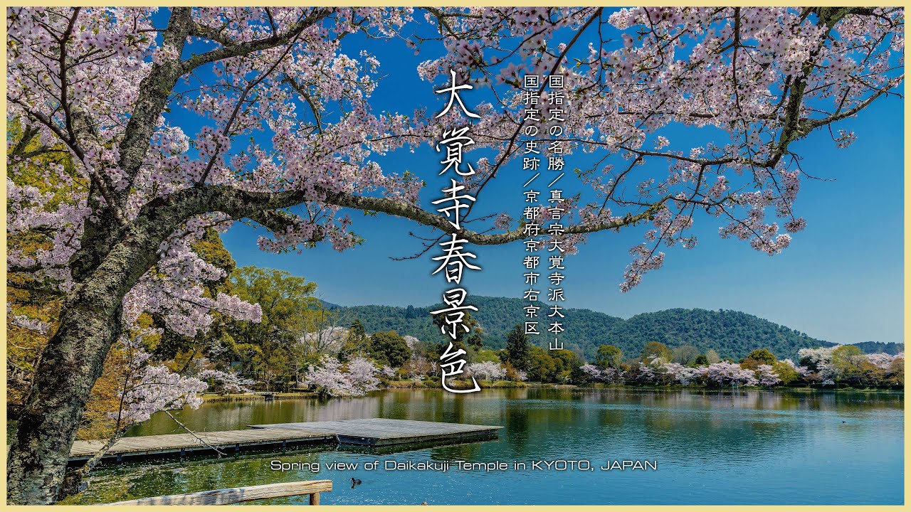 京都／皇室ゆかりの寺】大覚寺春景色／旧嵯峨御所大本山大覚寺