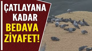 Çatlayana Kadar Bedava Zi̇yafet