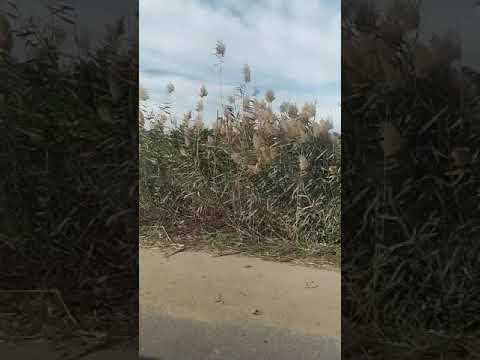 الطريق من كفر الدوار الي ابو المطامير