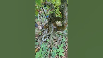 #bonsai ,lộc vừng cốt chậu bệ đẹp