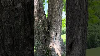 Honey Bees Are Not Aggressive!
