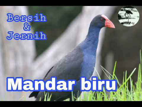 Suara burung Mandar biru Jantan dan Betina Ampuh untuk memancing keluar dari semak2