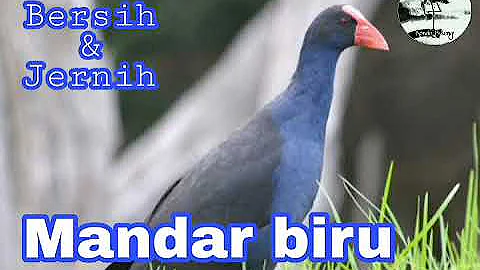 Suara burung Mandar biru Jantan dan Betina Ampuh untuk memancing keluar dari semak2