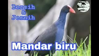 Suara burung Mandar biru Jantan dan Betina Ampuh untuk memancing keluar dari semak2