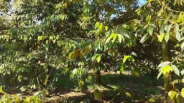 Siêu phẩm vườn sầu riêng 15 năm tuổi đang cho thu hoạch 2 mặt tiền khu dân cư gần Uỷ Ban Xã Xà Bang.