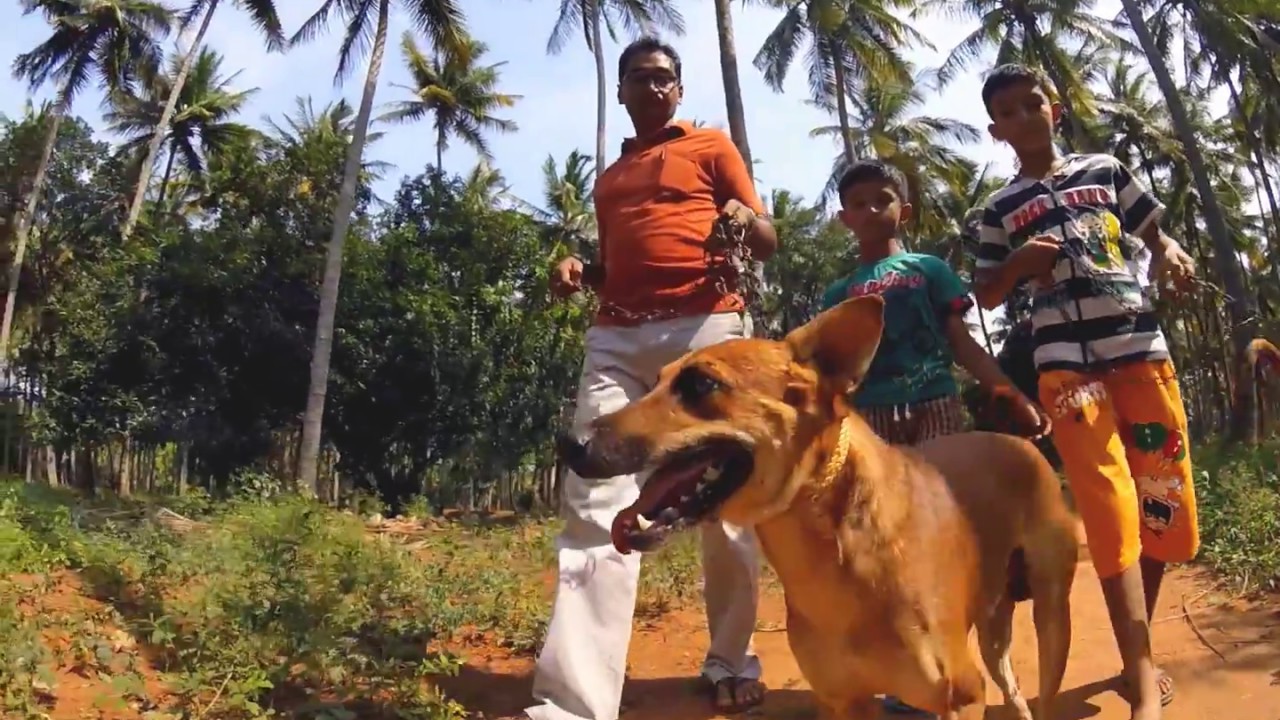 buy kombai dog online