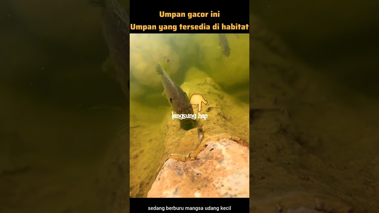 Umpan jitu mancing ikan