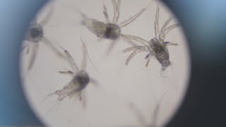 TOP AQUACULTURE TECHNOLOGY COMPANY LIMITED Full Eng Version Top Aquaculture Technology Ver Eng