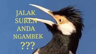 JALAK SUREN NGAMBEK ??? INI SOLUSINYA