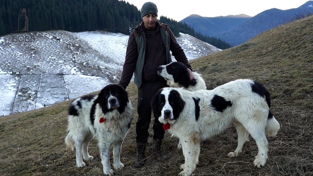 CÂINII CIOBĂNEȘTI DE BUCOVINA și OILE BREZE a baciului Coperzan și Ionel Mihalea - satul Slătioara