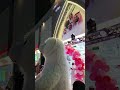 Щ Щ Ш Щ Ш Щ Ш ШґЩЉШЇ Ш Щ Щ ЩЉ ШЄШ Щ ЩЉЩѓ ШєШµШЁ ШЄШґЩ ЩЃЩ Ш Щ Щ Ш Ш ЩЉШ ЩЉШ Ш ШЁ Ш Щ Ш Ш Щ Щ ЩЉЩ вќ пёЏвќ пёЏ Viral Shorts Shortvideo Saudiarabia Щ Щ Ш Щ Ш Щ Ш ШґЩЉШЇ Ш Щ Щ ЩЉ ШЄШ Щ ЩЉЩѓ ШєШµШЁ ШЄШґЩ ЩЃЩ Ш Щ Щ Ш Ш ЩЉШ ЩЉШ Ш ШЁ Ш Щ Ш Ш Щ Щ ЩЉЩ вќ пёЏвќ пёЏ Viral Shorts Shortvideo Saudiarabia