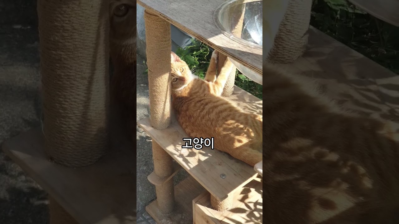 시골집 야옹이 오늘 행복한 하루 #고양이 #고양이일상 #고양이영상 #고양이브이로그 #야옹이 #야옹이그램 #애완동물 #야옹 #cat