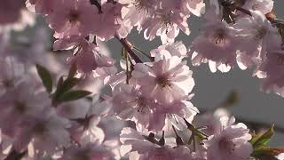 Famous Pink flowers blowing by the wind Wealth
