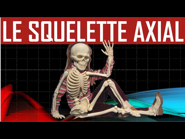 Apprentissage de l'anatomie du squelette