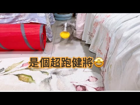 Training 🥏兔子和狗一樣飛快撿盤盤回來🤩兔生好難⁉️兔少爺面臨人生抉擇🤯【兔少爺Quark】#訓練兔子超簡單
