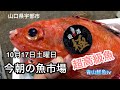 【魚市場】【魚名当てクイズ⁉︎】今朝の魚市場10月17日土曜日の水揚げ状況！