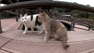 猫達が立派な舞台へお出掛けする