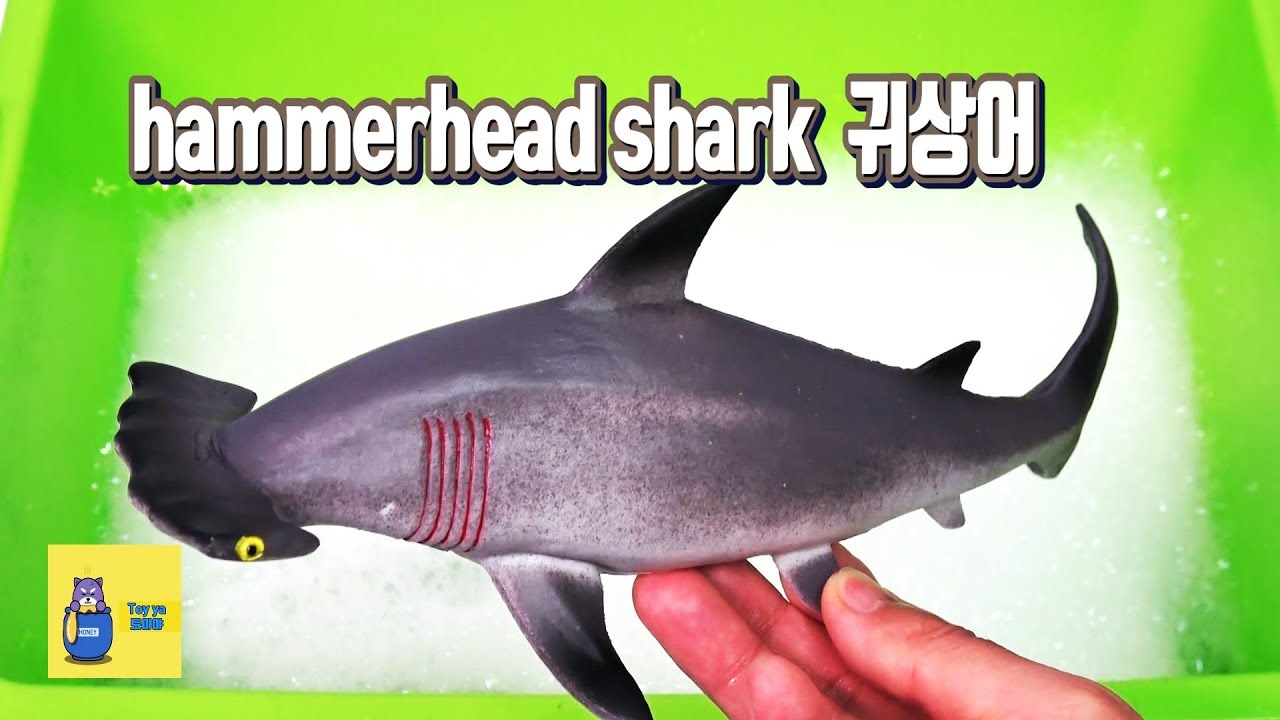 Learn english and korean names with many sea animal toys 신비한 바다속 동물들의 이름을 알아보는 재미있는 토이 키즈 영어