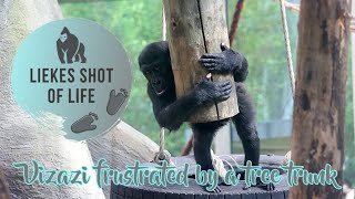 WHAT IS VIZAZI GOING TO DO WITH THE BIG TREE TRUNK? by Liekes Shot Of Life 1,166 views 6 months ago 3 minutes, 39 seconds