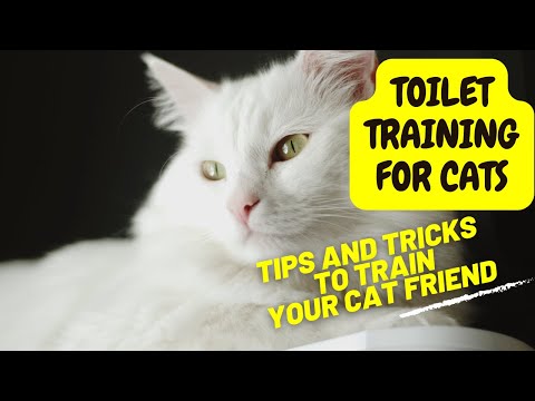 वीडियो: न्यू कैट ओनर गाइड: अपने बिल्ली के बच्चे की देखभाल के लिए 9 कदम
