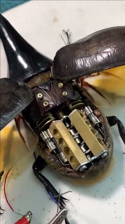 Beetle robot #shorts #robot #beetle #amazing #viralshorts