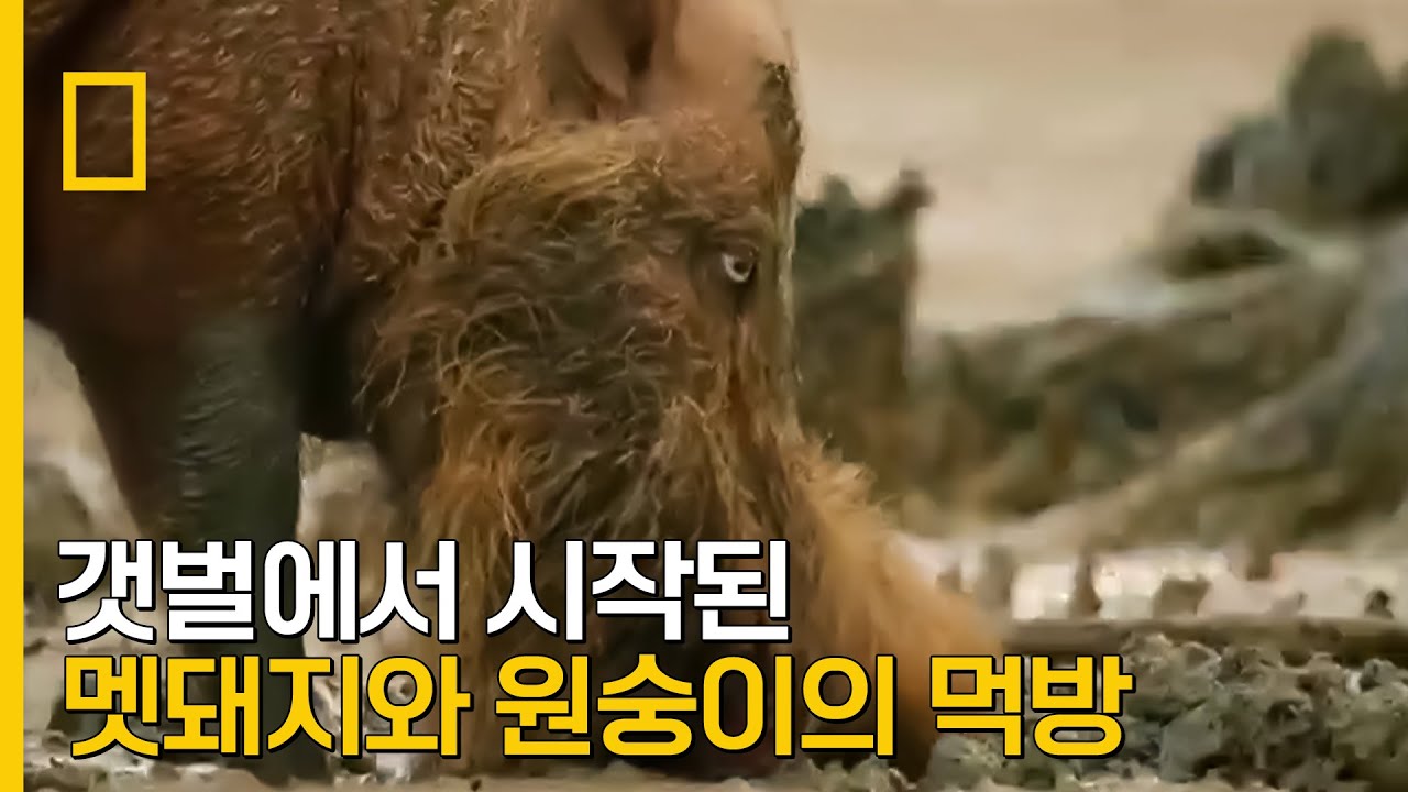 ⁣갯벌에서 펼쳐지는 멧돼지와 원숭이의 농게 페스티벌