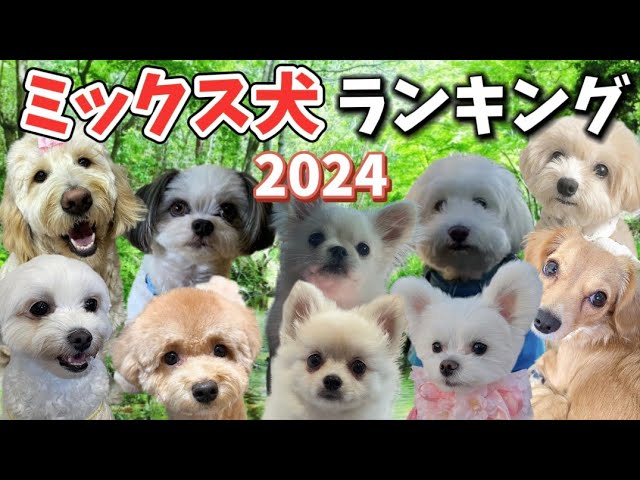 トイプードルの情報屋:MARU - YouTube