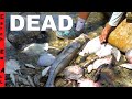 1,000s of FISH DEAD! **Miami FL Biscayne Bay**