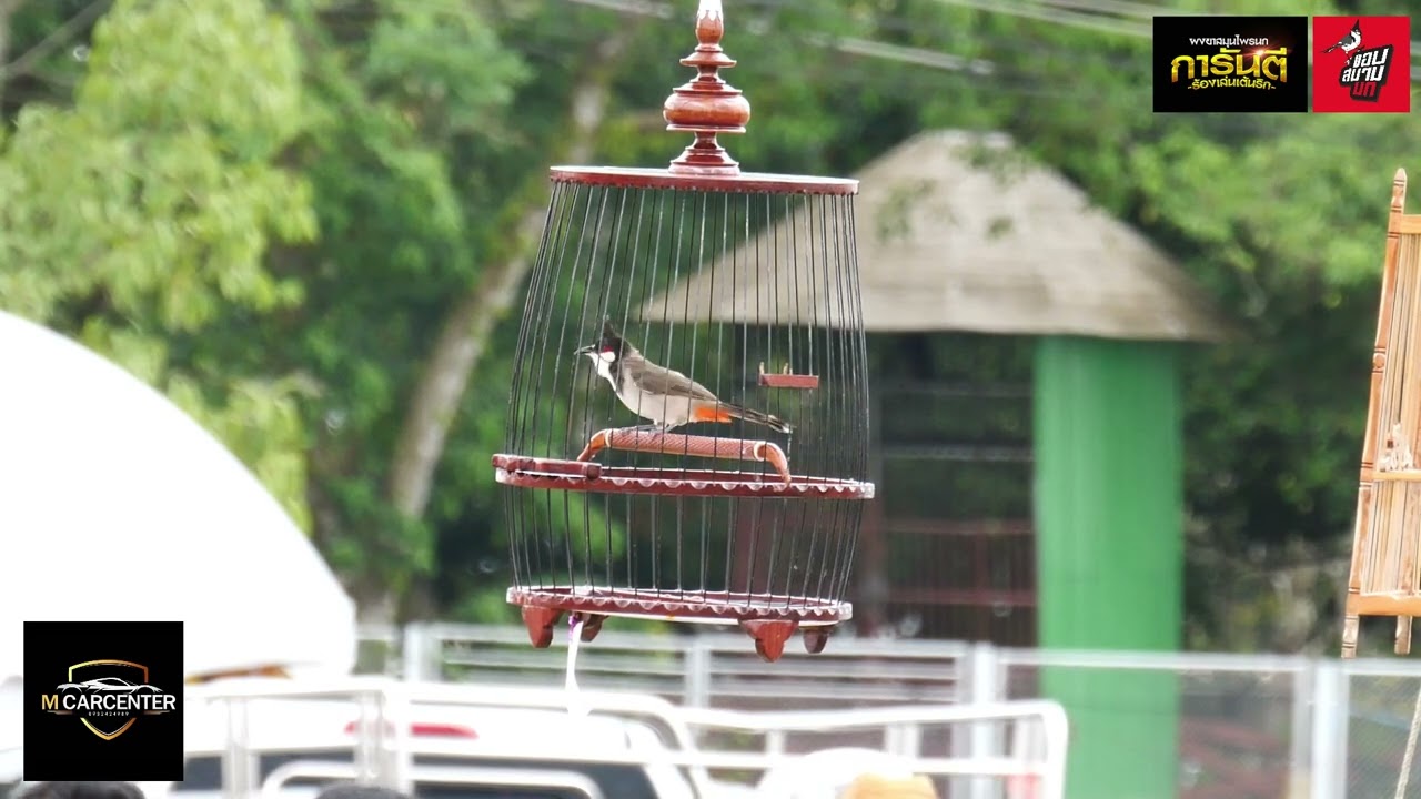 แข่งนกกรงหัวจุกงานบุญสารทเดือนสิบนครศรีฯบัตร1300