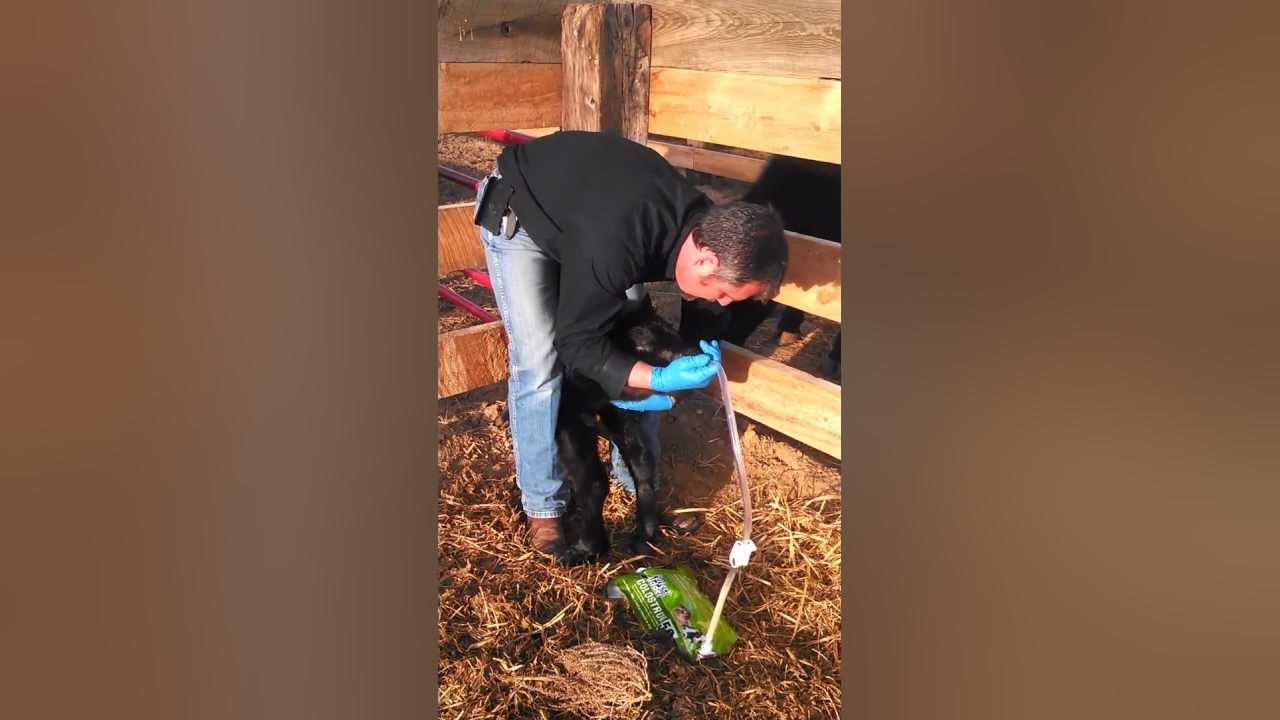 Perfect Udder How to stomach tube feed a Calf YouTube