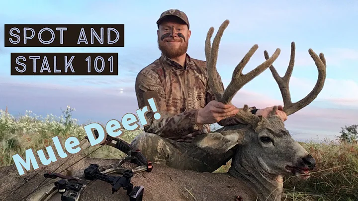 How to Hunt Mule Deer 101 - Spot and Stalk Strategy