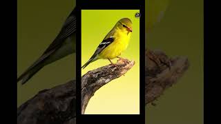 #YellowFinch #Finch #Birdwatching #WildlifePhotography #BackyardBirds #GardenBirds #Songbird