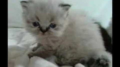 Video 3742791: exotic longhair kitten