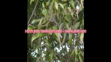 KỸ THUẬT XỬ LÝ BỆNH SƯƠNG MAI GÂY HẠI TRÊN QUẢ VẢI