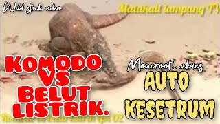 Komodo vs Belut listrik eps#02