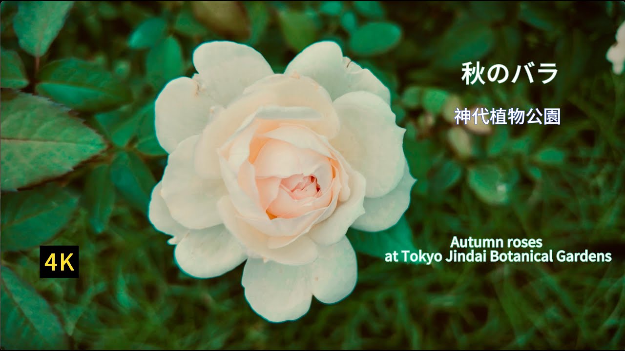 [4K] В окружении света и ароматов осени | Ботанический сад Дзиндай и храм Дзиндайдзи