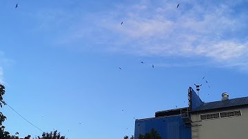 Swiftlet 168 Testing NEW special external sound 13 days